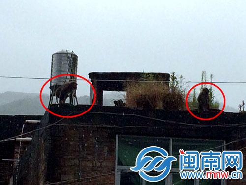 見到民警后，兩只猴子跑到樓頂，玩起了捉迷藏